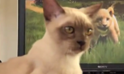 Kinectimals chat Kinect